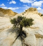 Moving Beyond Adversity with a tree growing out of a crack in a huge rock formation