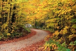 Curved path in the woods during autumn, with golden leaves on trees and fallen leaves on the ground depicting paying attention to uncommon paths