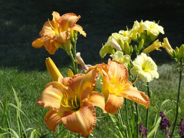 Business Cycle Blooming depicted through orange and yellow day lillies