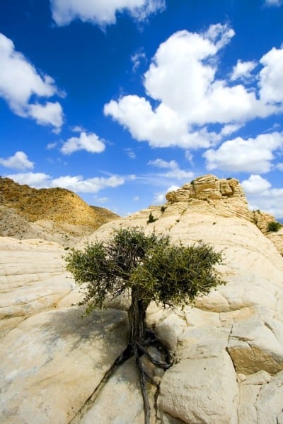 The power of the meeting agenda is not being practiced. This is depicted by a small bushy tree growing out of a rock formation with clear blue skies above.