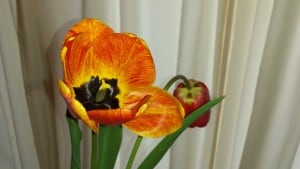 Business Tips depicted by 2 tulips one in full bloom with red, yellow and orange with a purple inside and the other read and not bloomed yet