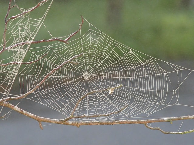 Spider web woven between tree branches to depict the Busyness Trap which renders us ineffective.