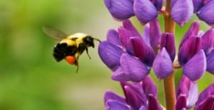 Sales seeds of purple flower being cross-pollinated by bee