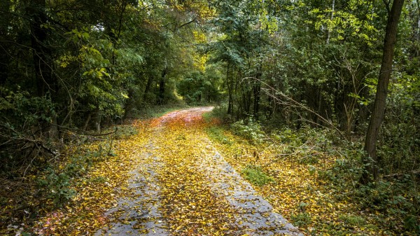 Giving of Oneself is a natural path for Small Business Owners illustrated by a dirt road covered by leaves in a forest.