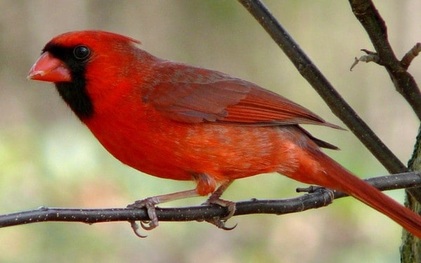 Returning Customers for Business illustrated by a cardinal bird sitting on branch.