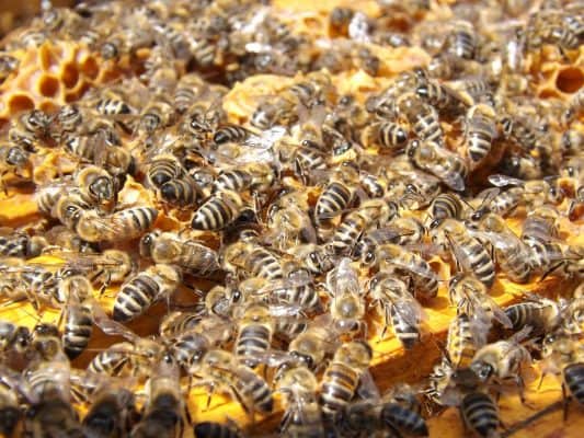 Business Coaching by BrilliantBreakthroughs.com Busy Business Owners success illustrated by a bees crawling all over their hive.