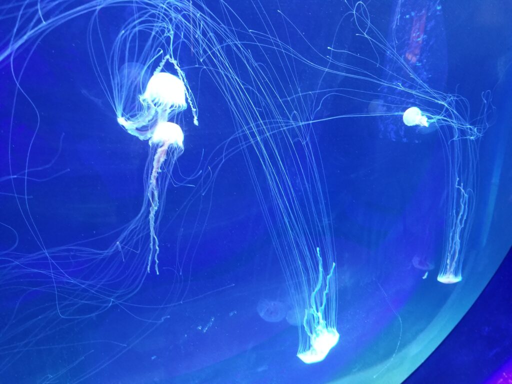 Jellyfish know their environment