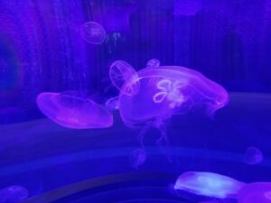 jellyfish can teach us how to smooth business performance